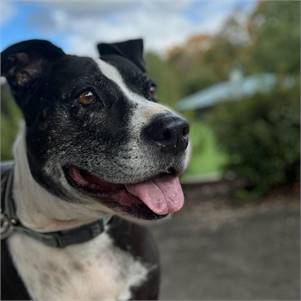 Gypsy the American Staffordshire Terrier & Hound Mix at Animal Alliance of NJ