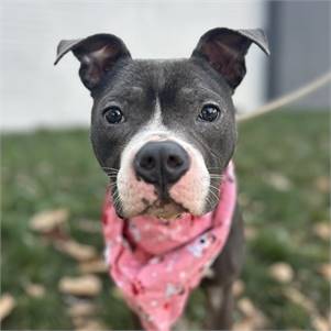 Pluto the Pit Bull Terrier Mix at Associated Humane Societies - Newark