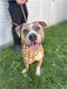 Juju-Bee the Pit Bull Terrier Mix at Associated Humane Societies - Newark