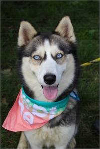 Cleo the Siberian Husky at Associated Humane Societies - Newark