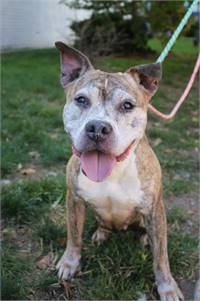 Annie the Pit Bull Terrier Mix at Associated Humane Societies - Newark