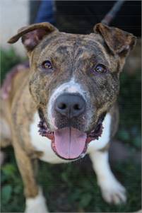 Nellie the Pit Bull Terrier Mix at Associated Humane Societies - Newark