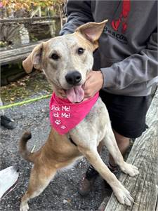 Olenna the Mixed Breed at Beacon Animal Rescue