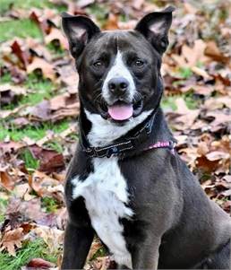 Cody the Border Collie & Australian Cattle Dog / Blue Heeler Mix 