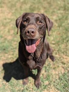 Cole the Chocolate Labrador Retriever at Big Dog Rescue Project