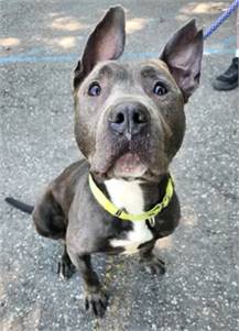 Bubbie the American Pit Bull Terrier at Brick City Rescue