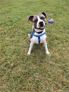 Rile the Boxer Mix at Cape May County Animal Shelter and Adoption Center