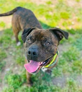 Magnus the Mastiff at Cape May County Animal Shelter and Adoption Center