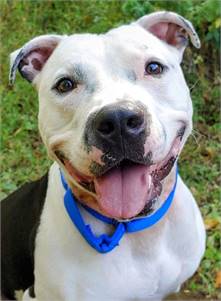 Lucky the Terrier, American Pit Bull/Mix at Homeward Bound