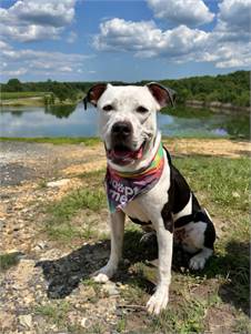 Remy the Mixed Breed at Homeward Bound