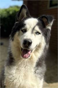 Sampson the Siberian Husky