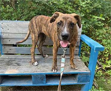 Randy the Hound at Jersey Shore Animal Center