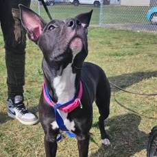 Riley the Black Labrador Retriever Mix at JKRC Rescue