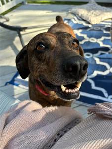 Temperance the Plott Hound & Mountain Cur Mix at JKRC Rescue