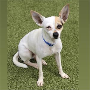 Star the Chihuahua at Lost Paws Animal Rescue