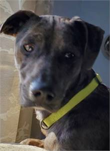 Trixie the Catahoula Leopard Dog Mix at Luv Furever Animal Rescue