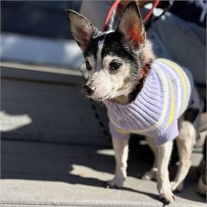 Jersey the Chihuahua Mix at MatchDog Rescue