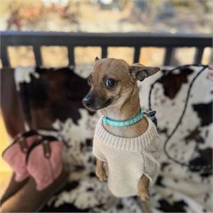 Samira the Chihuahua at MatchDog Rescue