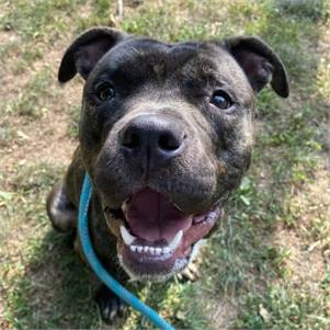 Acai the Pitbull at Monmouth County SPCA