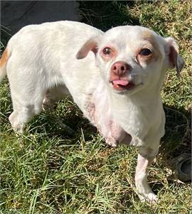 Bug TX the Chihuahua at North Star Pet Rescue