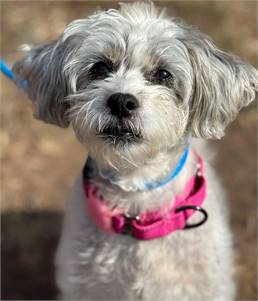 Maggey NJ the Poodle Mix at North Star Pet Rescue