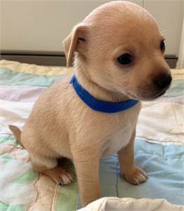 Triscuit's Goldfish TX the Chihuahua at North Star Pet Rescue