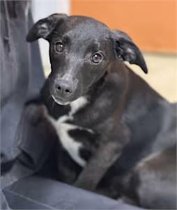 Drax the Labrador Retriever/Treeing Walker Coonhound 