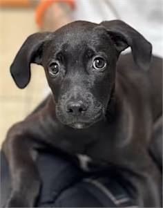 Lucille the Labrador Retriever/Bluetick Coonhound at O.S.C.A.R.