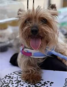 Roxie the Yorkshire Terrier at Peyton's Place Animal Rescue