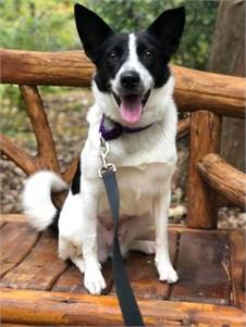 Eliza the Border Collie / Shiba Inu at Ramapo-Bergen Animal Refuge