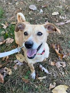 Wanda the Dachshund - Jack Russell Terrier 