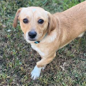 Leroy the Chihuahua & Corgi Mix at Rescue Ridge