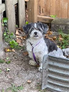 Zara the Shih Tzu at Rescue Ridge