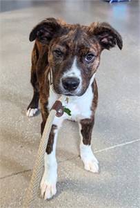 Eurydice the Mixed Breed at St. Hubert's Animal Welfare Center