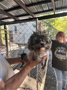 Pigeon the Shih Tzu/Mix at St. Hubert's Animal Welfare Center