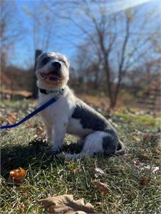 Buster the Boston Terrier Mix at SAVE, A Friend to Homeless Animals