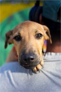 Babe, 6-month-old female puppy is available for adoption!