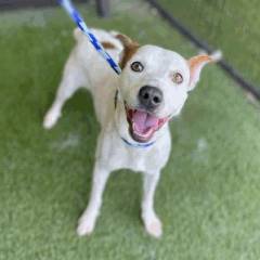 Abigail the Rat Terrier Mix at Hearts & Bones Rescue