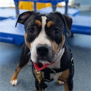 Fudge the American Pit Bull Terrier Mix at ASPCA NYC