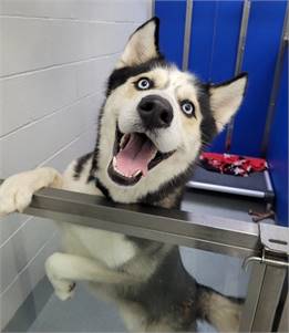 Stitch the Husky at CLAWS