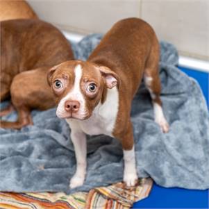 Lisa the Boston Terrier Mix at Animal Haven