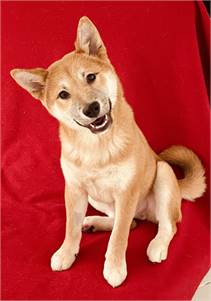 Mello the Shiba Inu at Rawhide Rescue