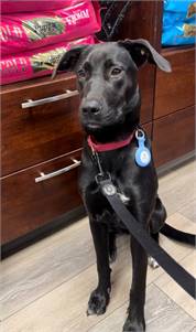 Selena the Labrador Retriever Mix at Home For Good Dog Rescue