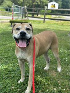 Labrador Retriever Mix at Eleventh Hour Rescue