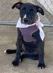 Black Labrador Retriever / Terrier Mix at Eleventh Hour Rescue