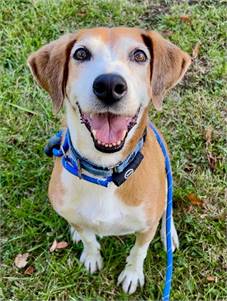 Retriever / Hound Mix