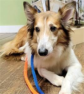 Chrissy the Collie at NJSH Pet Rescue