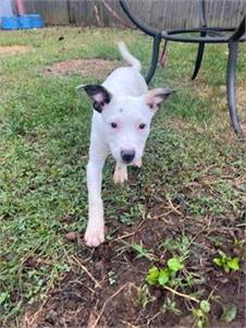 Pumpkin the Mixed Breed at Castle of Dreams Animal Rescue