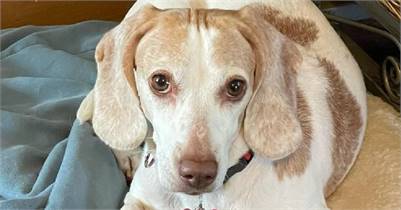 Peanut the Beagle at Rescue Haven Foundation