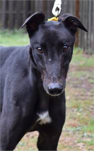 Bumpy Frank the Greyhound at Greyhound Friends of New Jersey